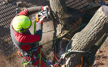 Power Line Safety for Tree Workers