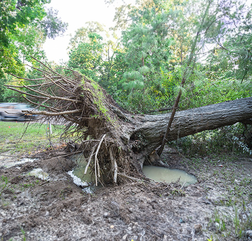 Uprooted tree from storm