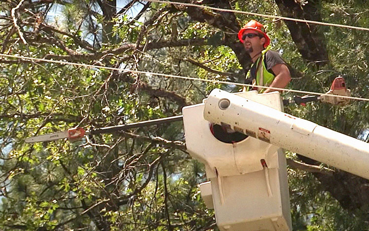 Trabajadores de árboles cerca de cables eléctricos